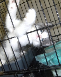 Mooi, an adorable adoptable kitten at New Beginnings SPCA in Roseburg
